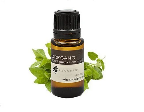 Oregano